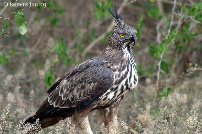 Changable Hawk-Eagle__.jpg