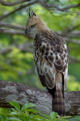 Changable-Hawk-Eagle.jpg