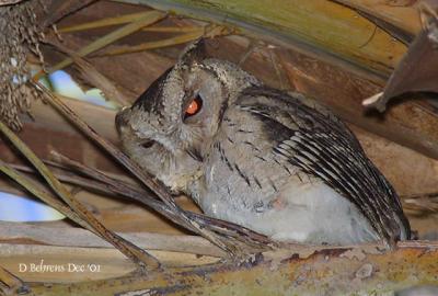 Collard Scops Owl.jpg