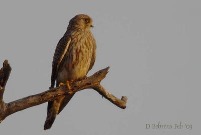 Common Kestrel_.jpg