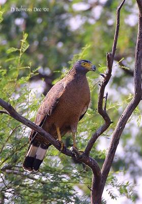 Crested Serpent Eagle_.jpg