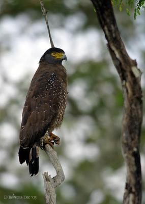 Crested Serpent Eagle__.jpg