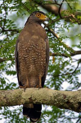 Crested-Serpent-Eagle.jpg