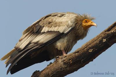 Egyptian Vulture.jpg