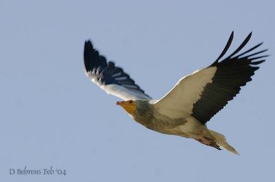 Egyptian Vulture_.jpg