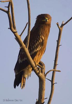 u49/dbehrens/medium/36604325.GreaterSpottedEagleJuv.jpg