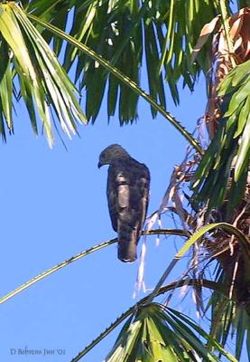 Grey-faced Buzzard.jpg