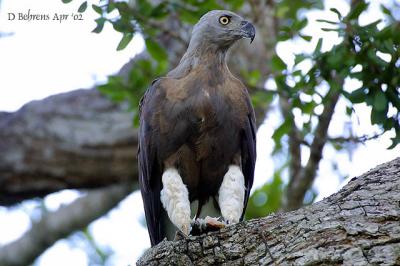 Grey-headed Fish Eagle wfish.jpg