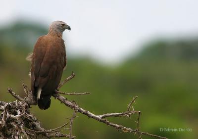 Grey-headed Fish Eagle_.jpg
