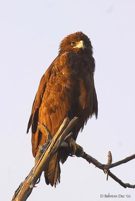 Lesser Spotted Eagle.jpg