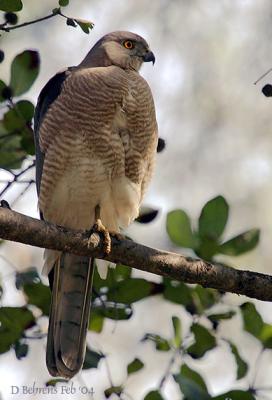 Shikra_.jpg