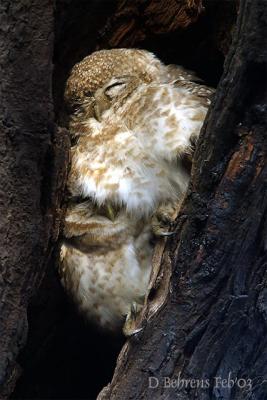 Spotted Owlets sleeping.jpg