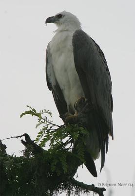 White-bellied Sea Eagle_.jpg