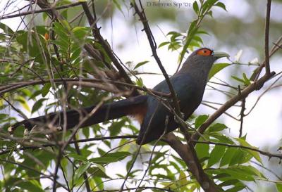 Chestnut-Bellied Malkoha.jpg