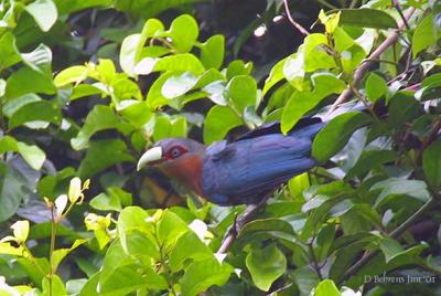 Chestnut-Breasted Malkoha.jpg