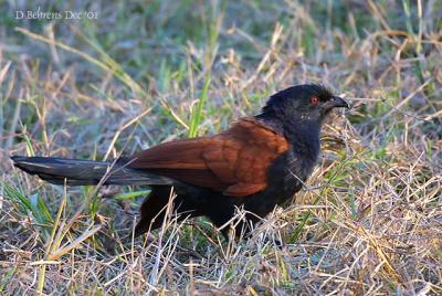 Greater Coucal.jpg