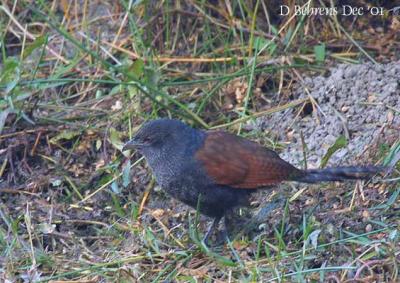 Greater Coucal Juv.jpg