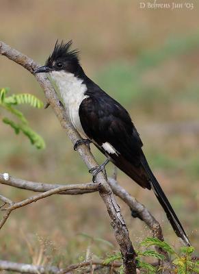 Pied Cuckoo.jpg