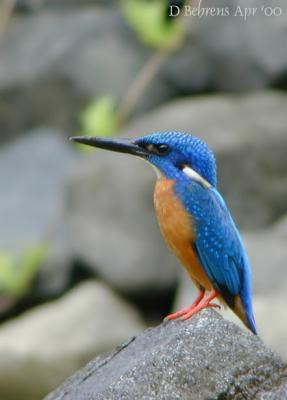 Blue-eared Kingfisher.jpg