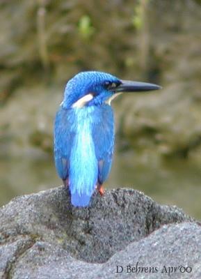 Blue-eared Kingfisher_.jpg
