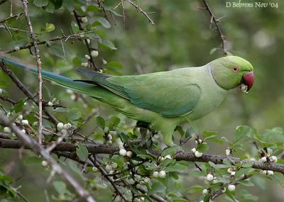 Rose-ringed Parakeet.jpg