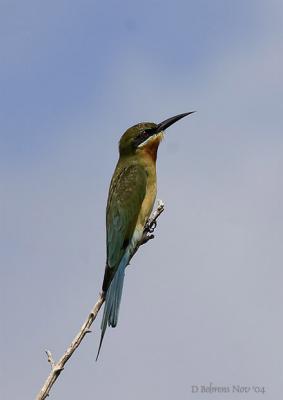 Blue-tailed Bee-eater.jpg