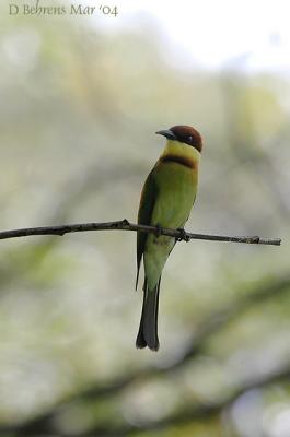 Chestnut-Headed Bee-Eater.jpg