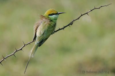Little-Green-Bee-eater_ .jpg