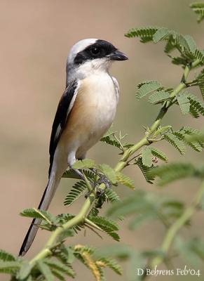 u49/dbehrens/medium/36606970.BaybackedShrike_.jpg