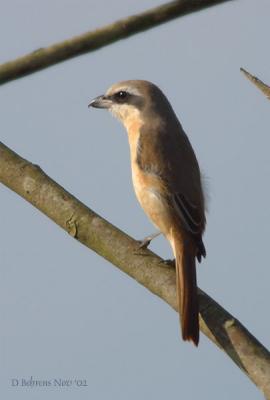 u49/dbehrens/medium/36606980.BrownShrike.jpg