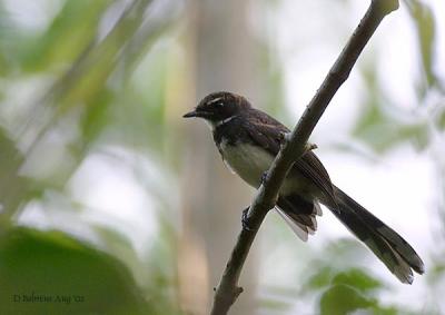 Pied Fantail.jpg