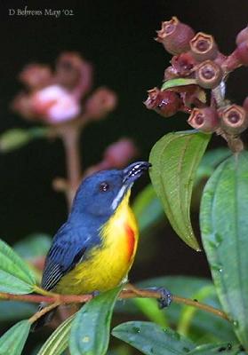 Crimson-breasted--Flowerpecker.jpg