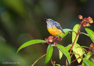 Orange-Bellied Flowerpecker.jpg