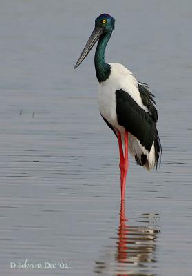 Black-necked Stork.jpg
