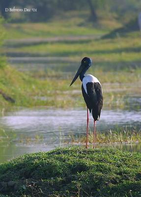 Black-necked Stork_.jpg