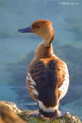 u49/dbehrens/medium/36607691.FulvousWhistlingDuck.jpg