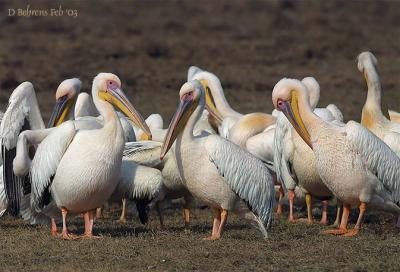 Great White Pelicans.jpg