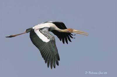Painted-Stork-flying.jpg