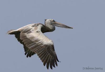 Spotbilled pelican flying.jpg