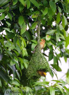 u49/dbehrens/medium/36608115.BayaWeaverbuildingnest_.jpg