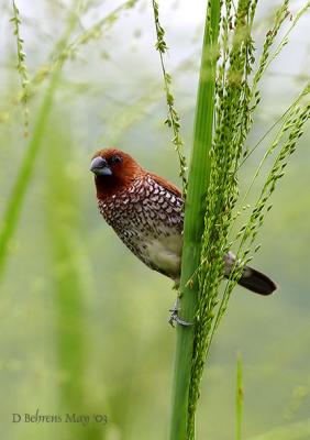 u49/dbehrens/medium/36608154.ScalyBreastedMunia_.jpg