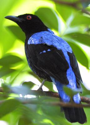Asian Fairy Bluebird male.jpg