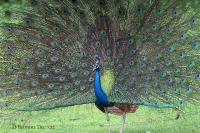 Indian Peacock.jpg
