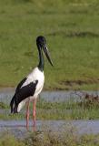 Black-necked Stork.jpg