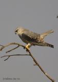 Black Shouldered Kite_.jpg