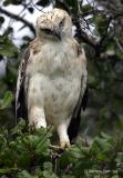 Changeable Hawk Eagle juv.jpg