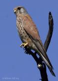 Common Kestrel.jpg