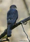 Shikra.jpg