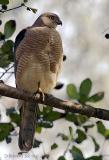 Shikra_.jpg