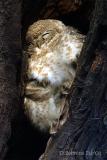 Spotted Owlets sleeping.jpg